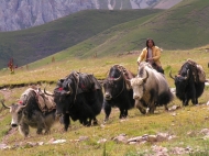Yak-Hirte auf dem Tibetischen Hochplateau